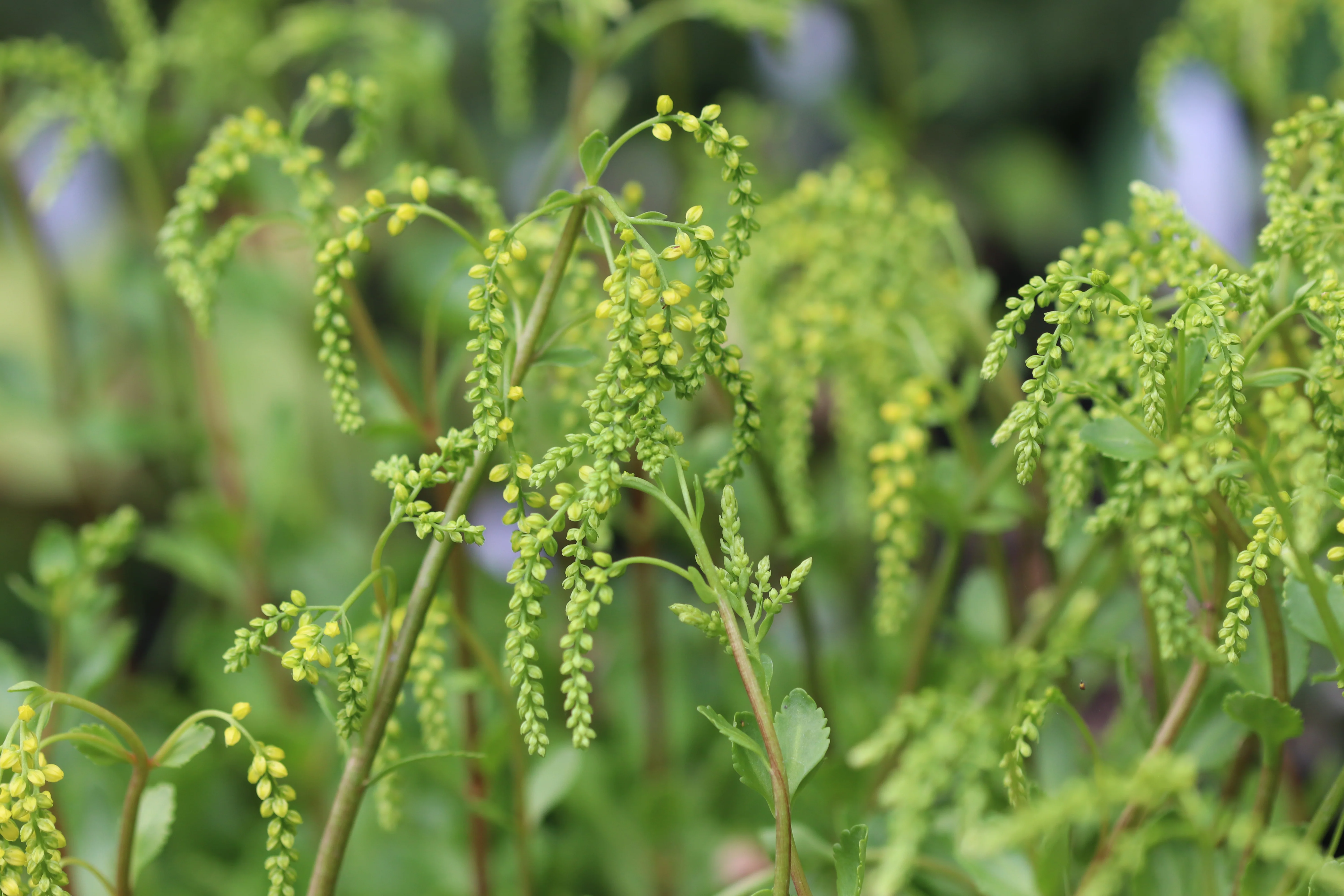 Chiastophyllum oppositifolium - Image 4