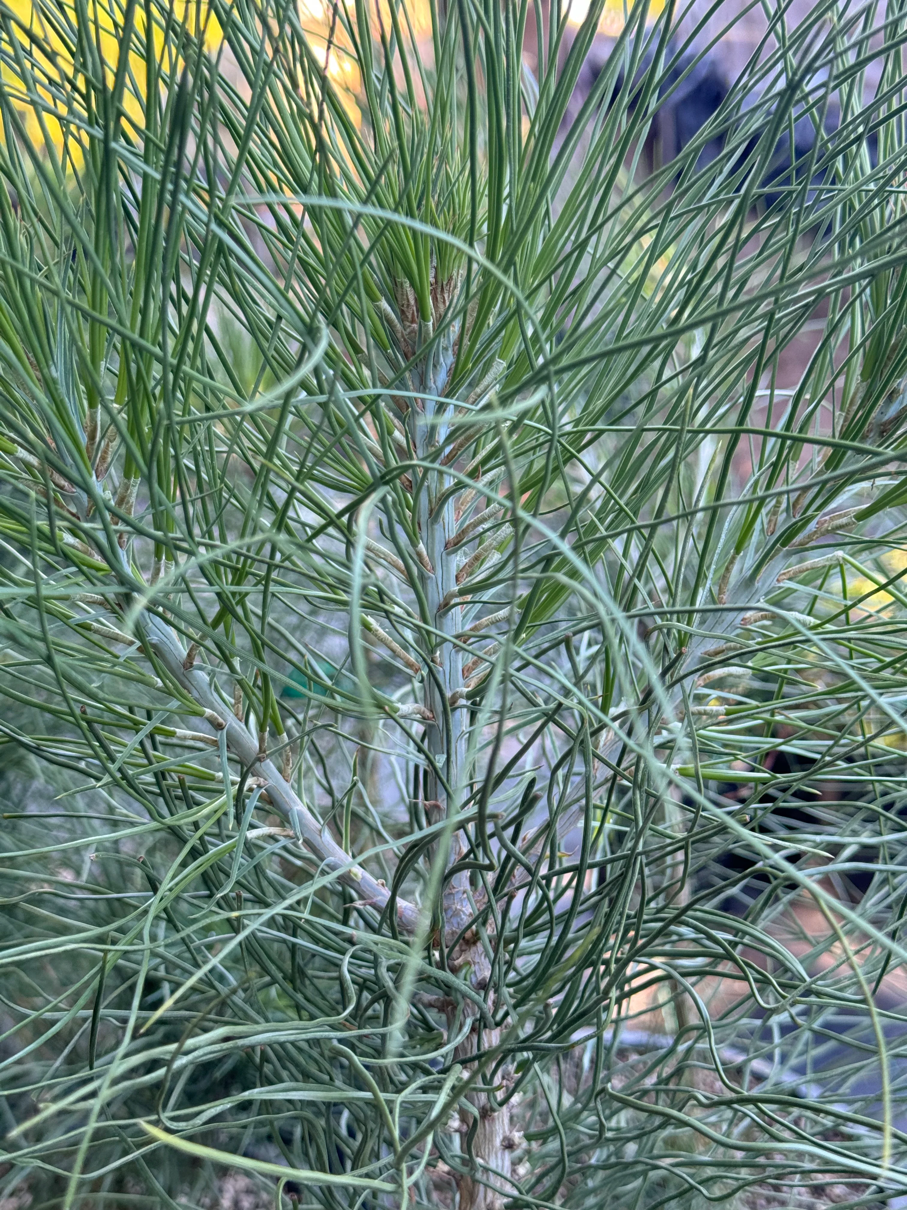 *RETAIL - Pinus jeffreyi - Image 2