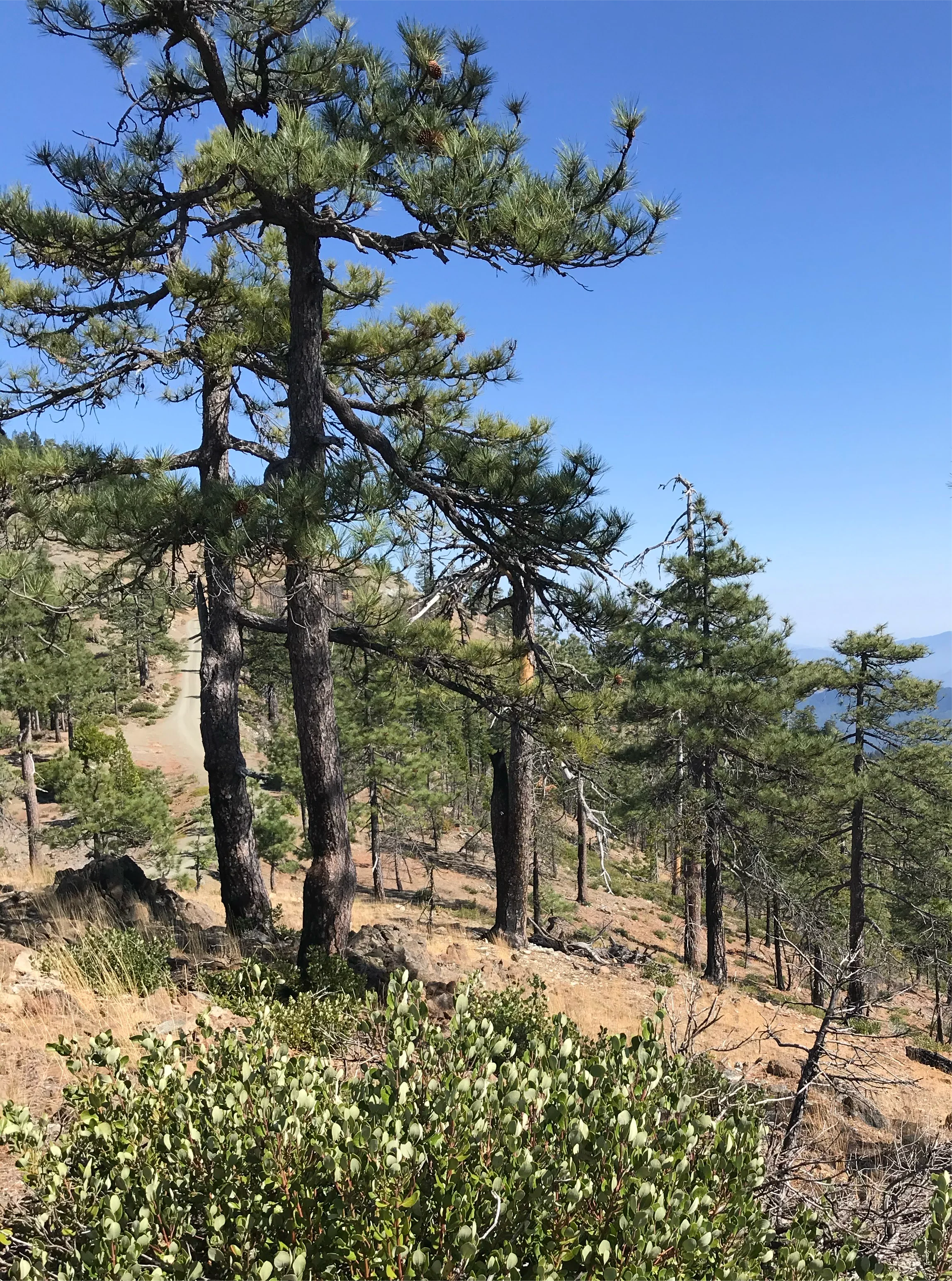 *RETAIL - Pinus jeffreyi - Image 3
