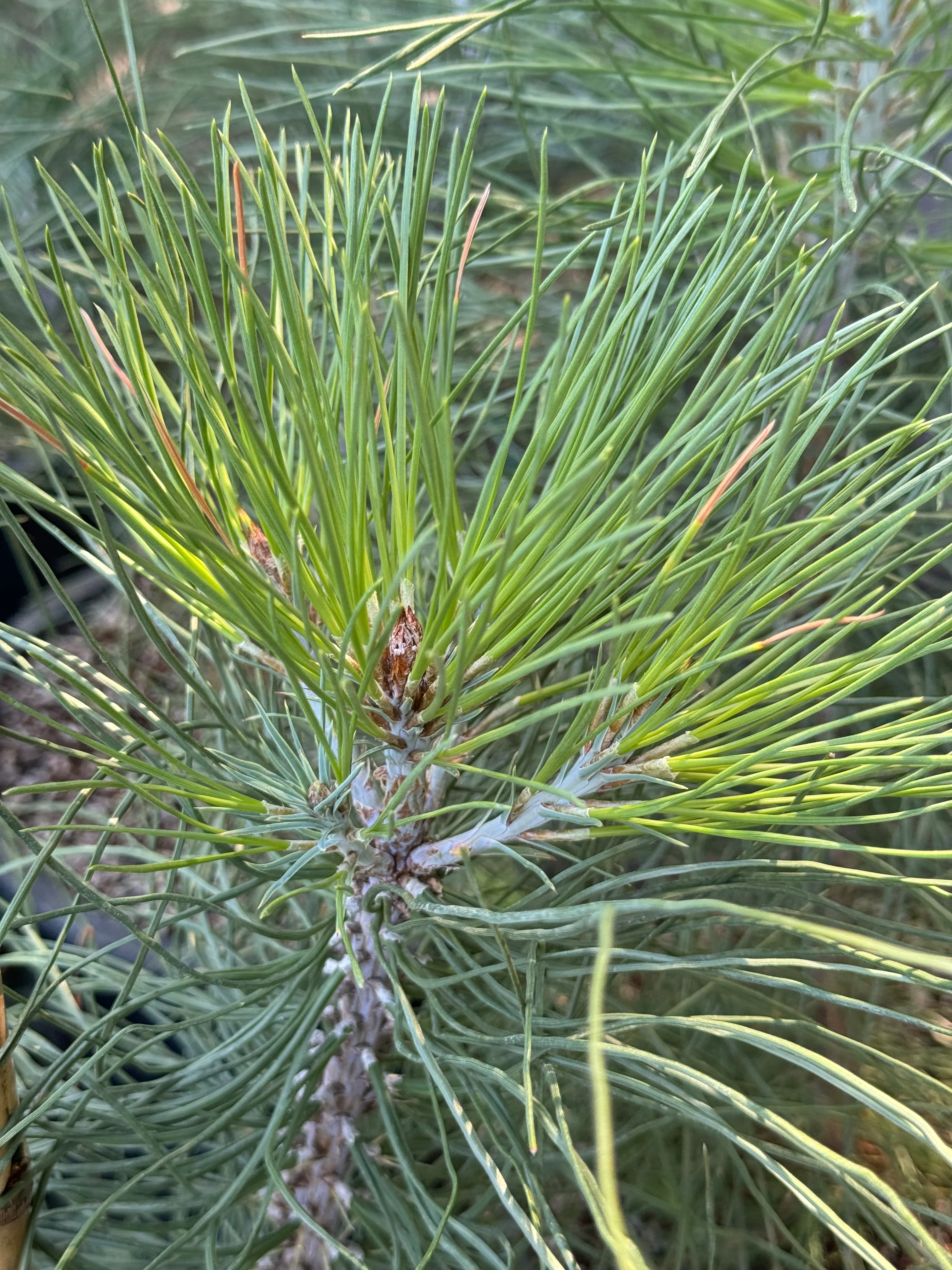 *RETAIL - Pinus jeffreyi - Image 4