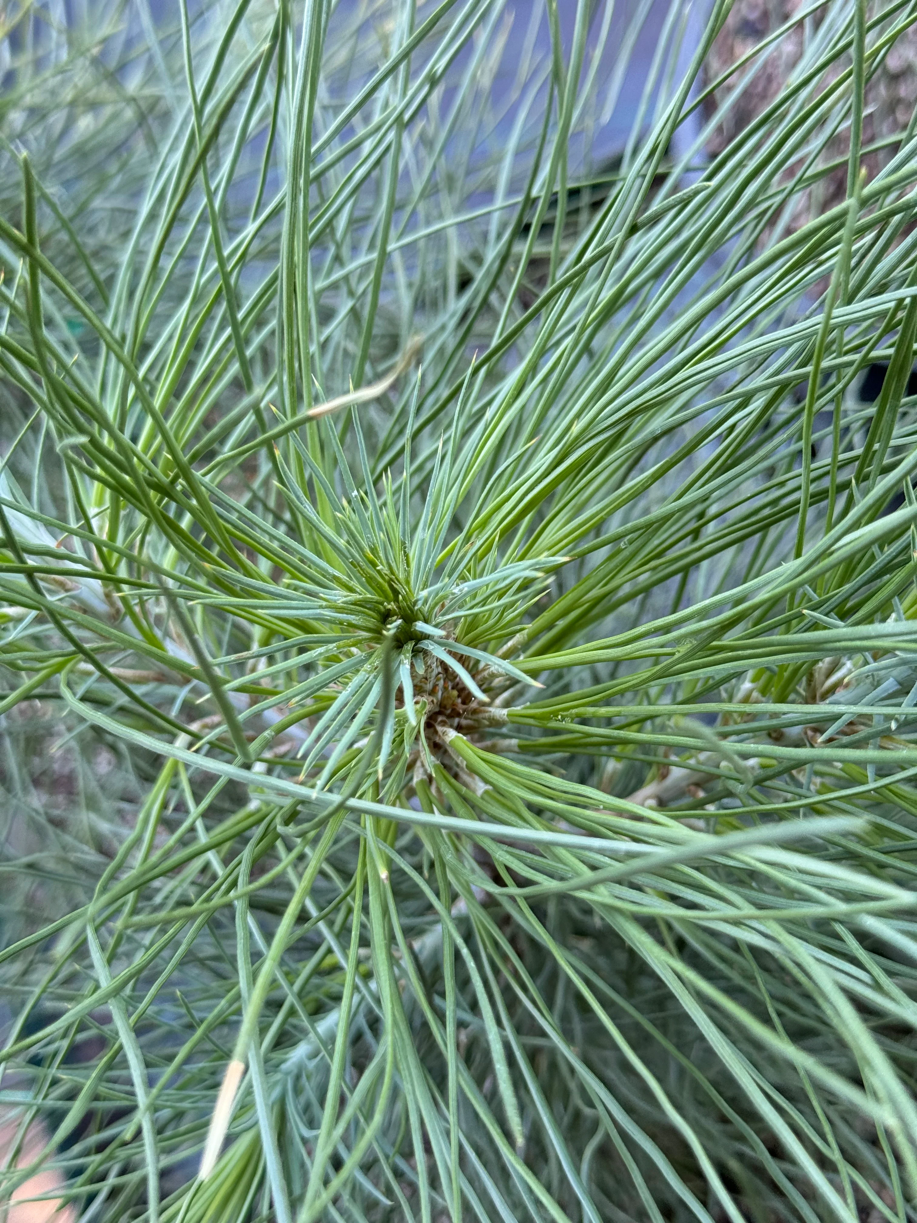 *RETAIL - Pinus jeffreyi - Image 5
