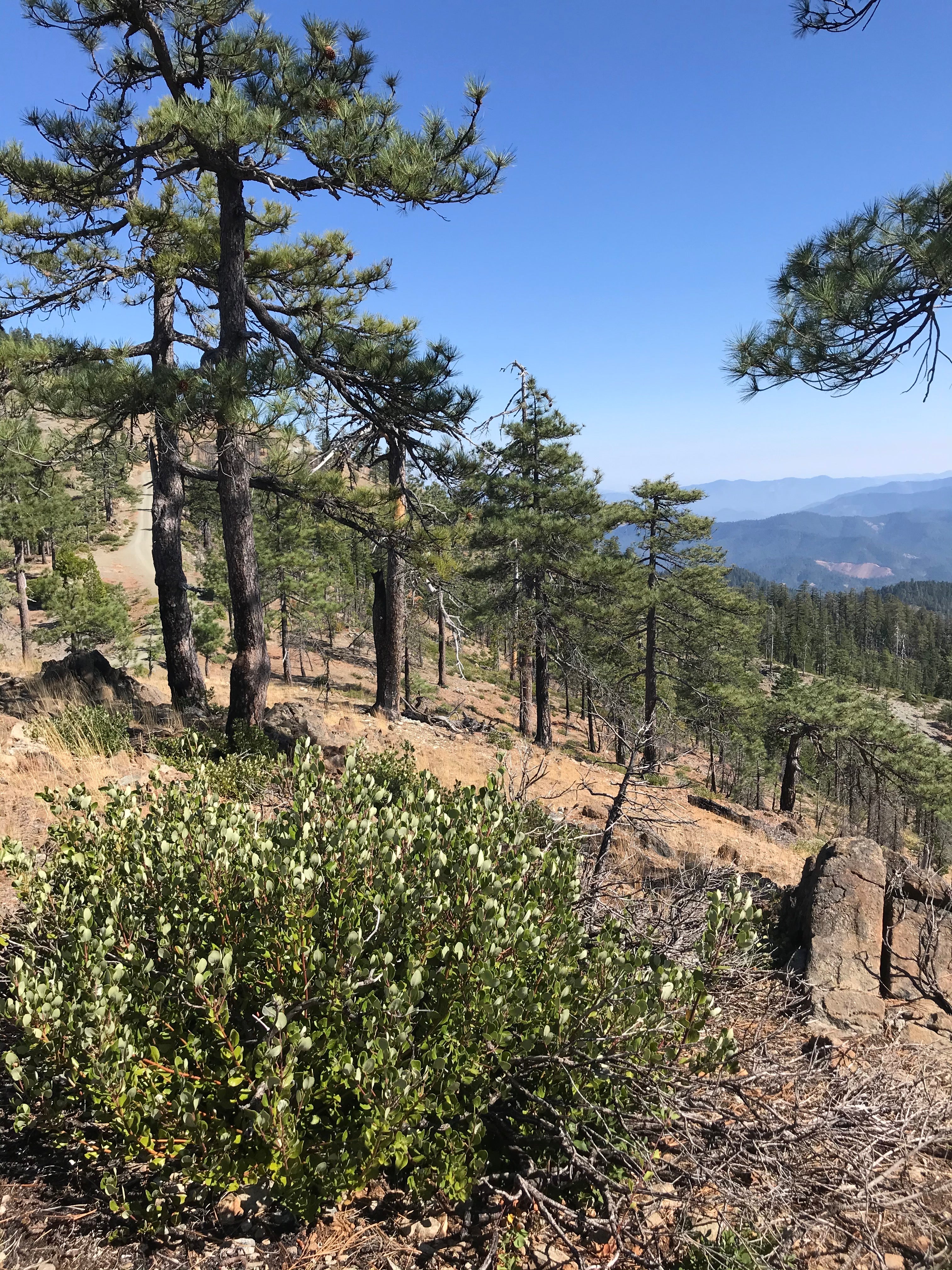 *RETAIL - Pinus jeffreyi - Image 6