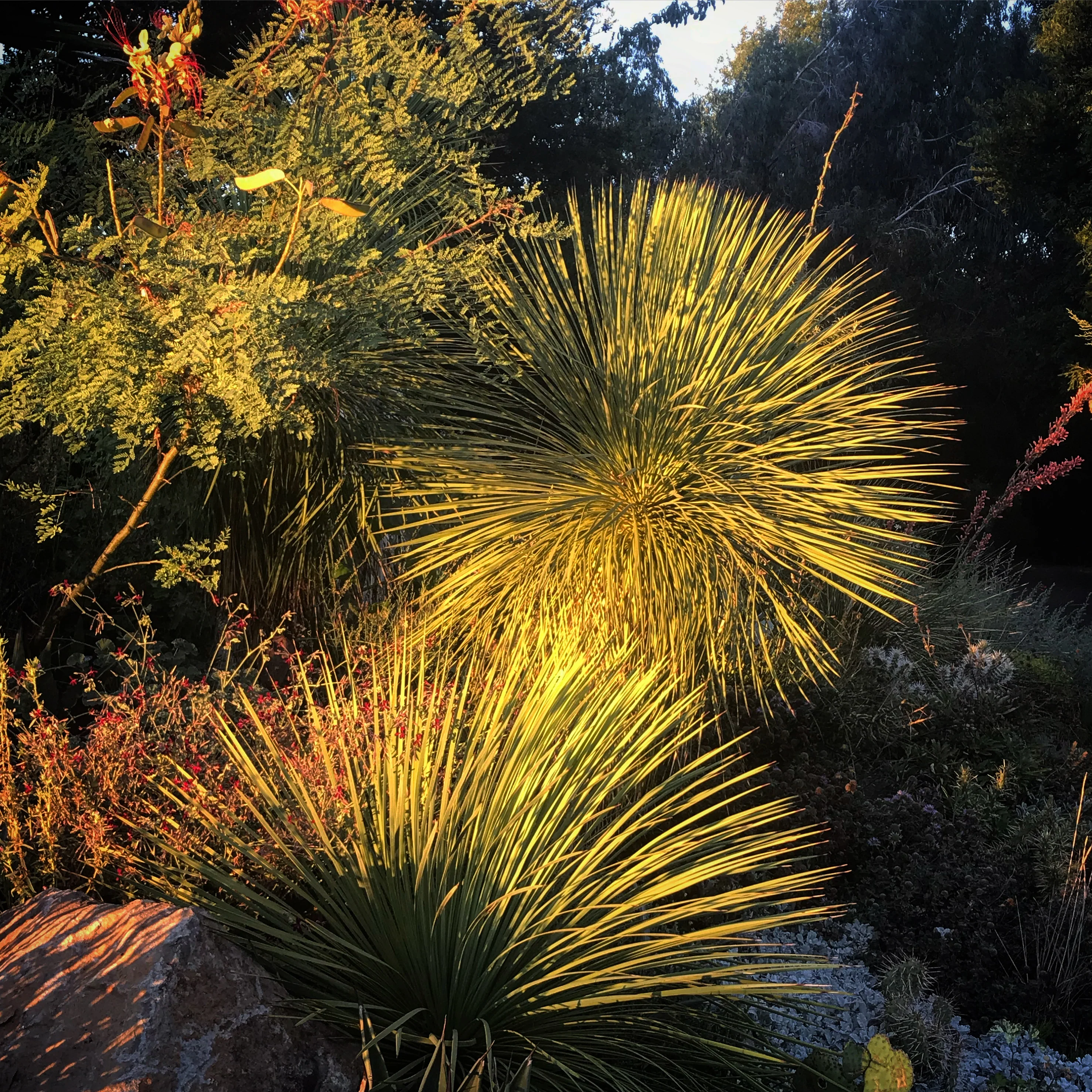 Yucca linearifolia 'Dusky Blue' - Image 2
