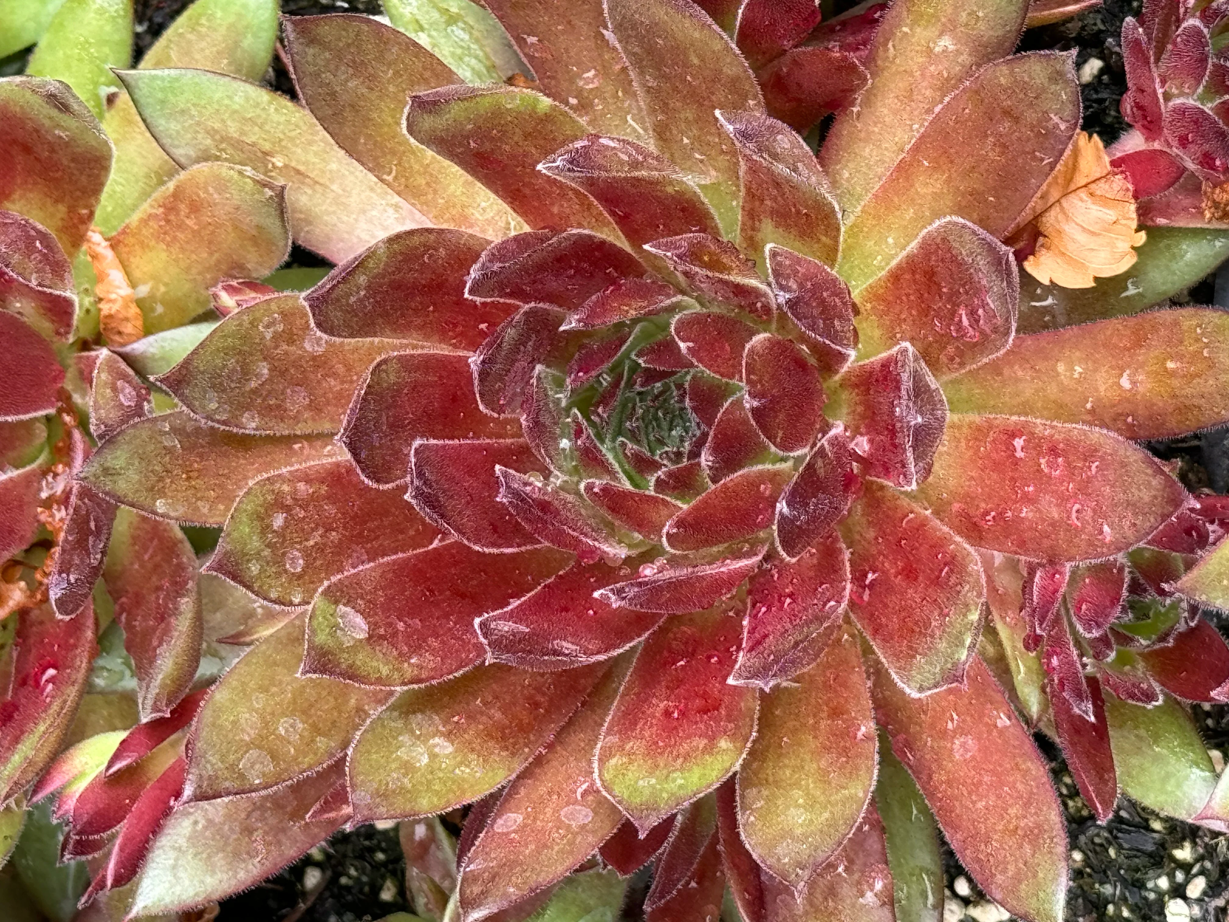 Sempervivum 'Hart' - Image 2
